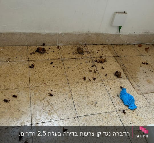רצפה עם חרקים מתים וכפפה כחולה